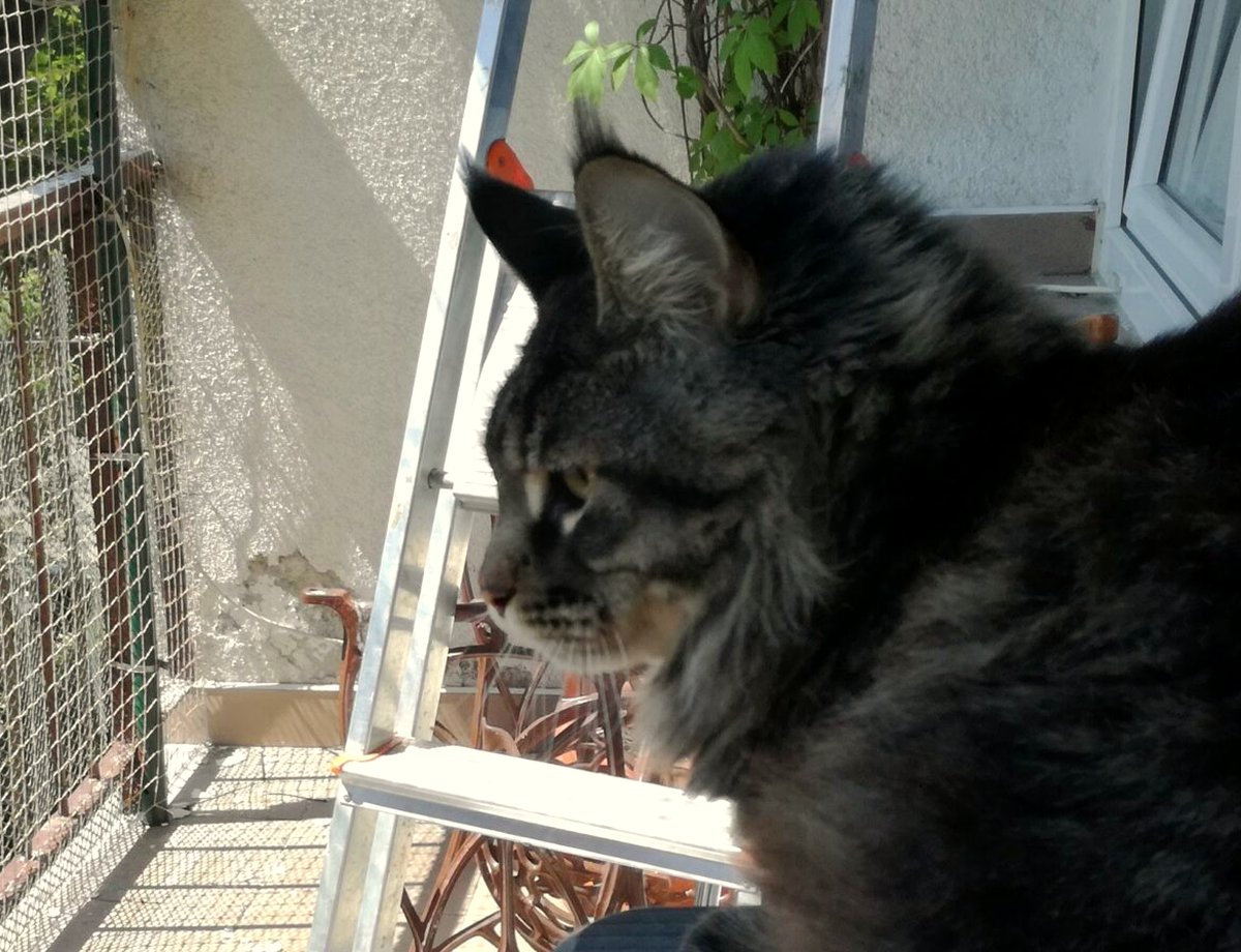 Siatka na balkon dla kota Łódź – montaż siatek zabezpieczających